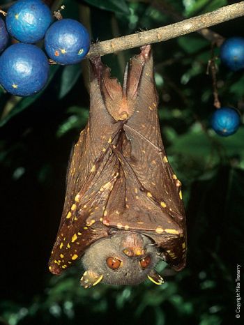reduces queenslands bat numbers 9 reduces queenslands bat numbers 9