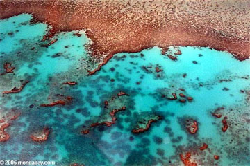 reef 3821