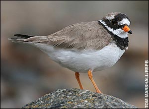 ringed plyover numbers dwindling