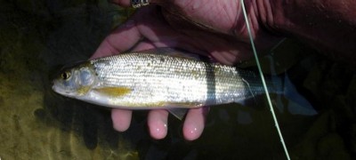 salmon