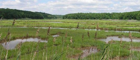 salt marsh