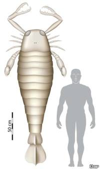 scorpion fossil
