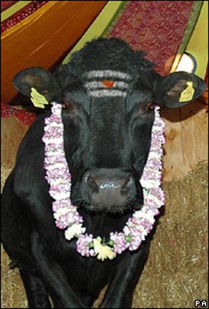 shambo the sacred bull 9 shambo the sacred bull 9