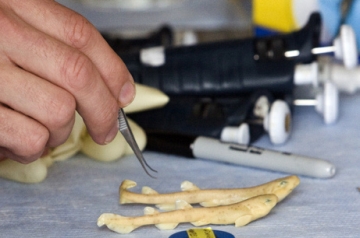 sharks have genes for fingers and toes sharks have genes for fingers and toes