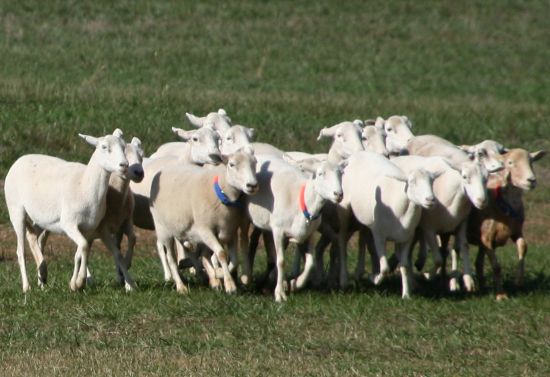 sheep flock sheep flock