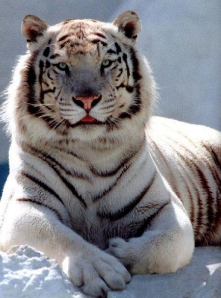 siberian tigers 3821