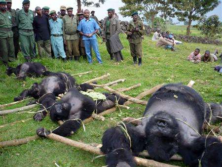 slaughtering of gentle giants