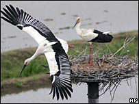 stork 3821