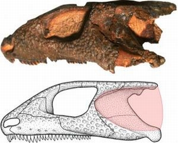 the 260 million year old fossil of the small repti