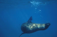 the inhabitants of galapagos 246