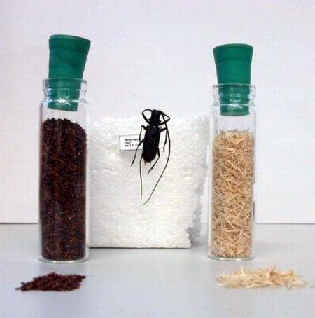 this deadwood beetle is shown with two components 