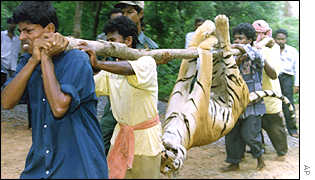 tiger killed