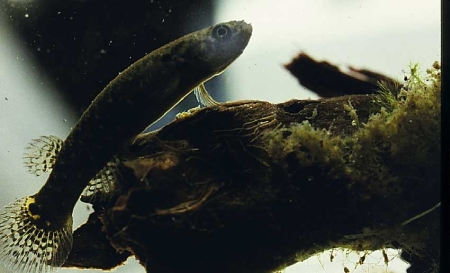 tropical mangrove rivulus can live for months out 