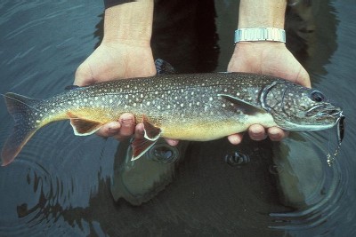 trout