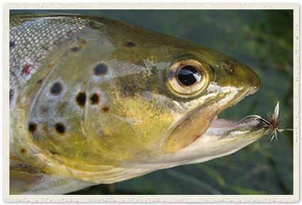 trout