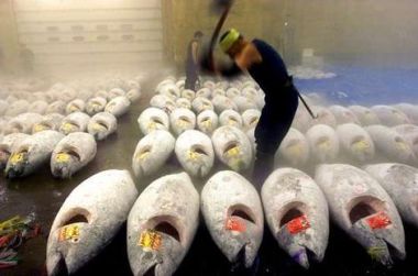 tuna1
