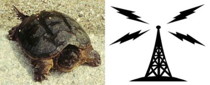 turtle