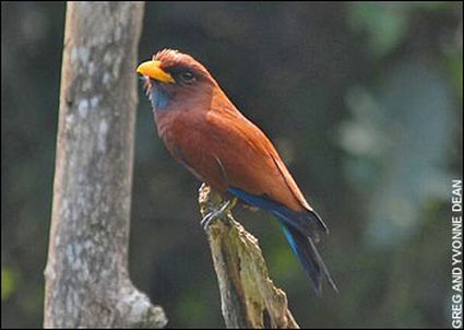 unique bird 4646