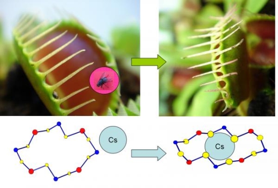 venus flytrap nuclear cleanup1