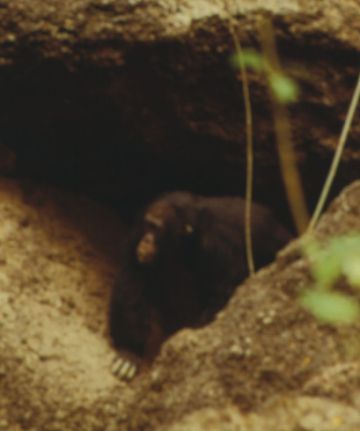 visiting a water hole 9