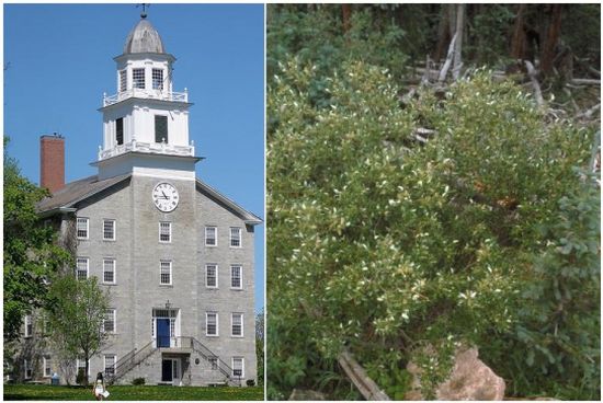 vt middlebury college