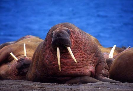 walruses walruses