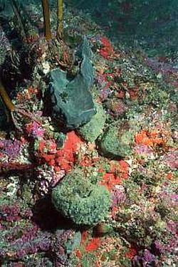 warmer seas will wipe out plankton 9