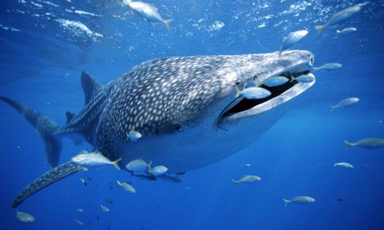whale shark whale shark