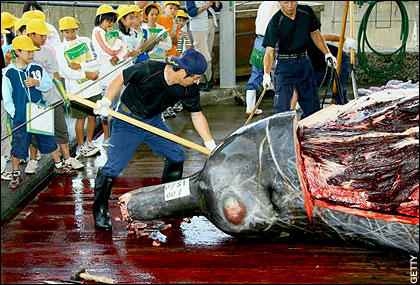 whalesf 45