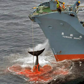 whaling