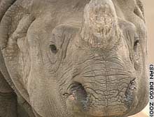 white rhino 3821