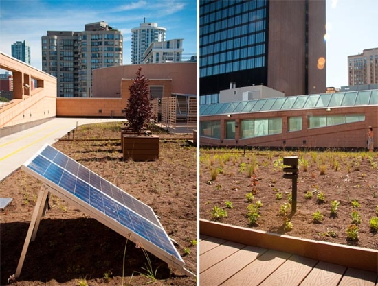 ymcagreenroof2