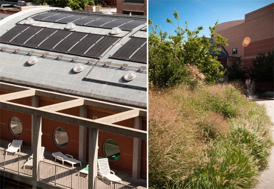 ymcagreenroof4